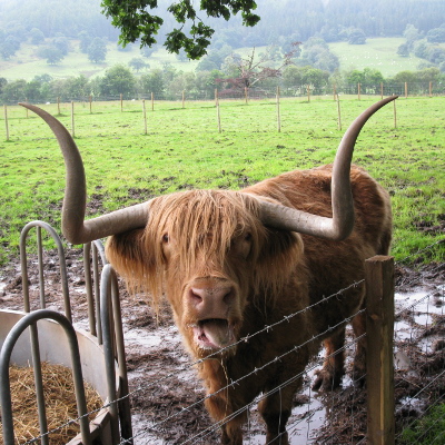 Scotland Cow
