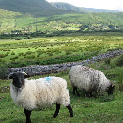 Irlande Moutons